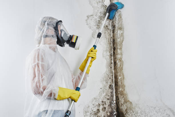 Best Bathroom Mold Remediation in South Riding, VA