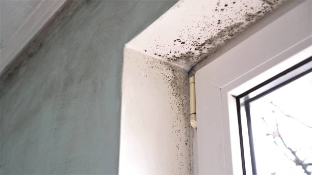 Best DIY Mold Remediation Support Services in South Riding, VA