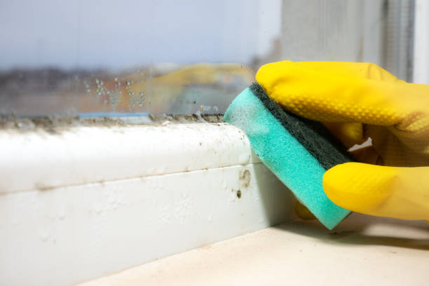 Best Kitchen Mold Remediation in South Riding, VA
