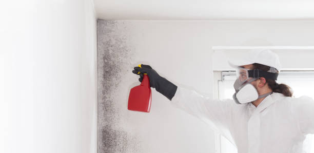 Best Attic Mold Remediation in South Riding, VA