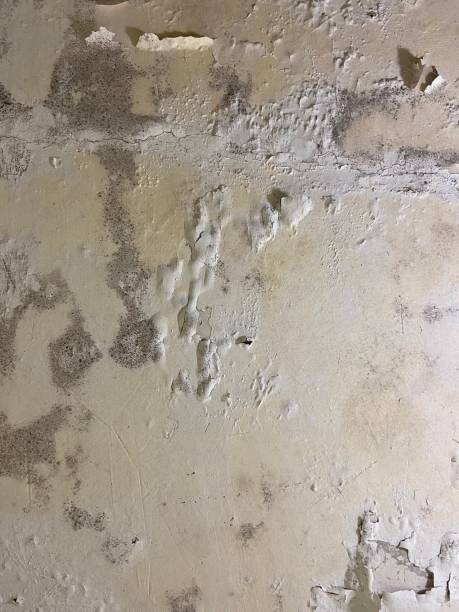South Riding, VA Mold Remediation Company