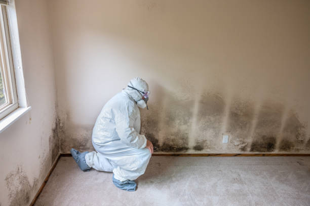 Best Emergency Mold Remediation in South Riding, VA