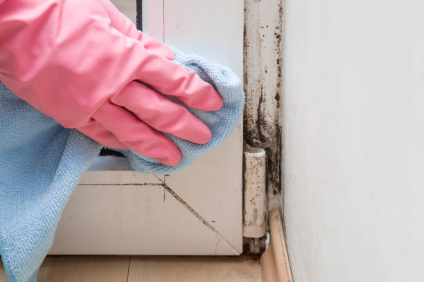 Best White Mold Remediation in South Riding, VA